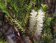 As árbores: melaleuca